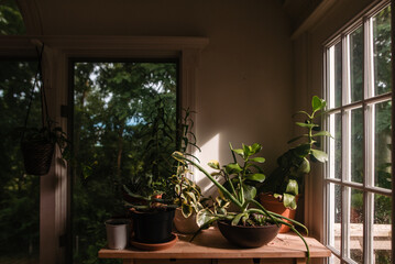 Fototapeta na wymiar Still life of plants on a table next to windows in sunlight