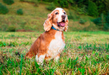 A dog of the English cocker spaniel breed is sitting on the grass. The dog is eight years old, old. The dog follows the command. Training. Hunter. The photo is blurred.