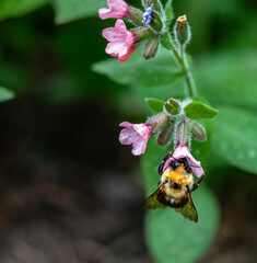 Bumbler drinking nectar from a flower