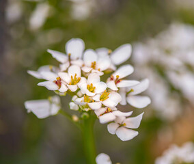 White flowers with yellow Centre