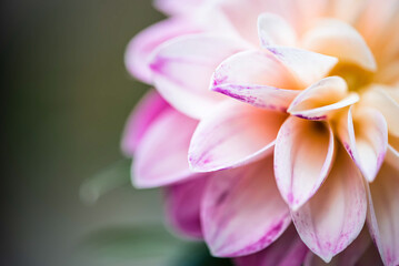 Garden dahlia in the summer