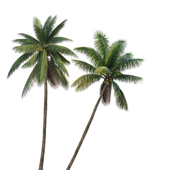 Fototapeta premium Coconut tree on transparent background png