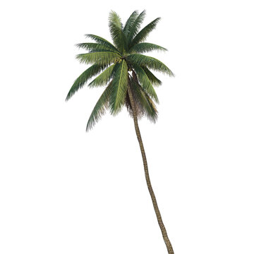 Coconut tree on transparent background png