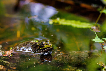 Frog sitting on log in pond