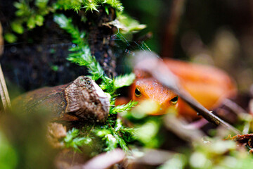 Red newt peeking through moss