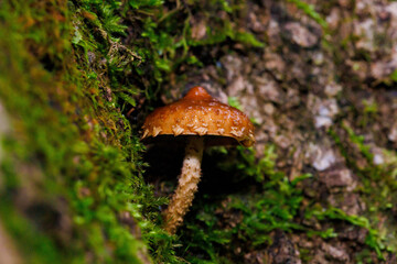 Macro photograph of tiny mushroom
