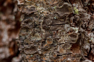 Detailed macro photograph of tree bark