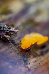 Detailed macro photograph of fungus and spider