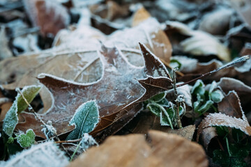 Close up of frost on brown leaves on ground during winter