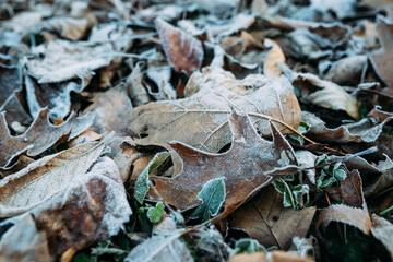 Close up of frost on oak leaves on forest floor in winter
