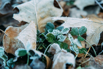 Close up of clover leaves covered in frost during winter