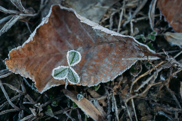 Close up of single clover outlined in frost against leaf during