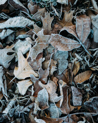 Layers of frost covered leaves on ground during winter morning