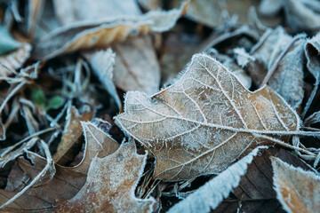 Close up of brown leaf covered in frost during winter morning