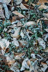 Layers of clover and leaves covered by frost on ground