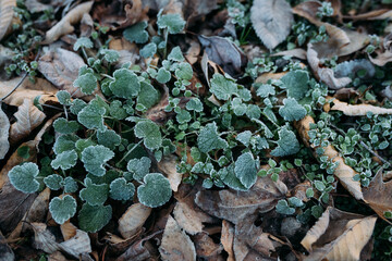 Leaves on the ground covered in winter frost