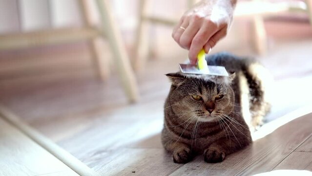 A woman brushes the fur of a Scottish Fold cat. Hair hygiene in cats. Cute cozy background, home