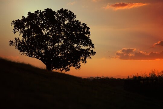 Simple sunset and tree on the hill at Observatory Hill