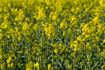 The rapeseed field blooms with bright yellow flowers on blue sky in Ukraine. Closeup