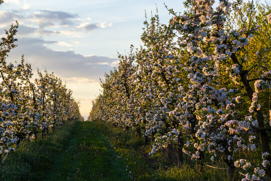 apple trees in the spring in the orchard, young apple trees on a plantation in the countryside