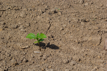 Spring soybean seedlings on a farm field