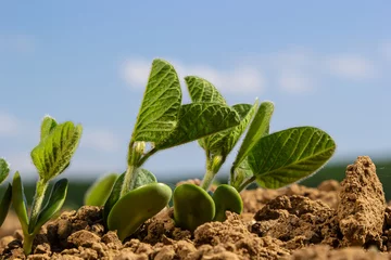  Spring soybean seedlings on a farm field © Oleh Marchak