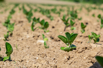 Young green soybean leaves in the field