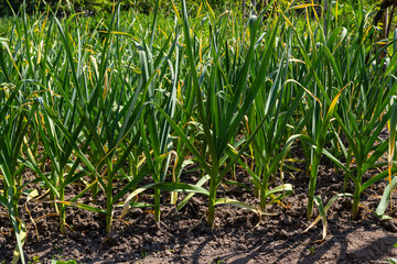 Green onions growing in the garden. spring vegetables. Organic food. Macro