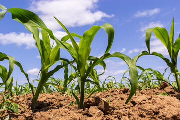 Young corn plants growing on the field on a sunny day. Selective focus