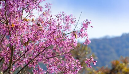 background nature Flower Valentine. Prunus ceramides Background