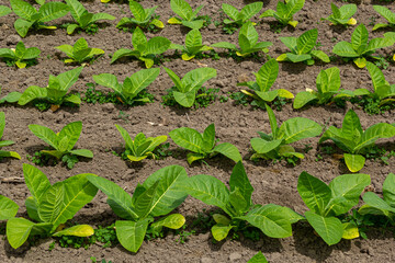 Agricultural tobacco field. Fresh natural young tobacco plants in tobacco field after rain, Germany. Green jung tobacco seedling, close up