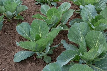 Naklejka premium young cabbage sprout on the vegetable bed