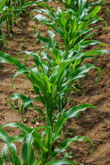 Young corn plants growing on the field on a sunny day. Selective focus