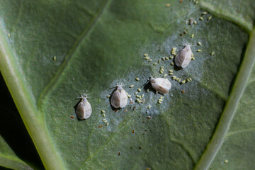Underside of plants leaves with pest Cabbage Whitefly Aleyrodes proletella adults and larvae on the underside of the leaf. Itis a species of whitefly from the Aleyrodidae family, pest of many crops
