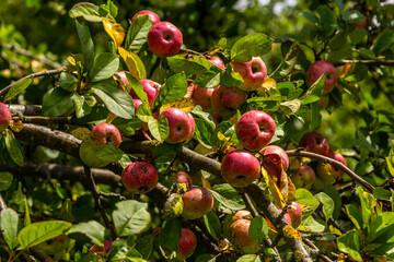 Autumn day. Rural garden. In the frame ripe red apples on a tree. It's raining Photographed in Ukraine