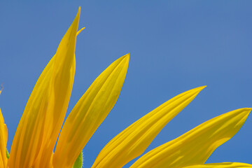 Yellow sunflowers bloom against a blue sky background
