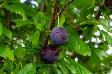 Ripe plums on green branches in the garden. A few fresh juicy round red plum berries with leaves on a tree branch under the soft sunlight. Ripe plums on green branches in the garden