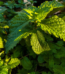 Closeup view of mint leaves. Mint leaves. Mint leaves background. Peppermint. Leaves of mint.
