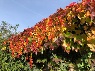 Bright red and yellow ivy hanging from a wall