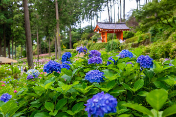Fototapeta na wymiar 京都府宇治市の三室戸寺でみた、青い紫陽花と門