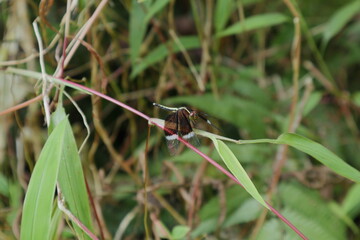 Front face view of a Pied paddy skimmer dragonfly perched on top of a grass stem