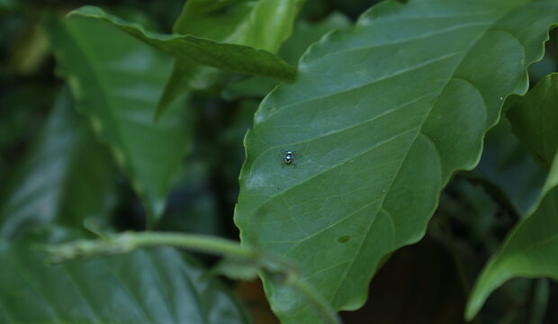 View from above of a spider known as Banded Phintella (Phintella vittata) sits on a coffee leaf