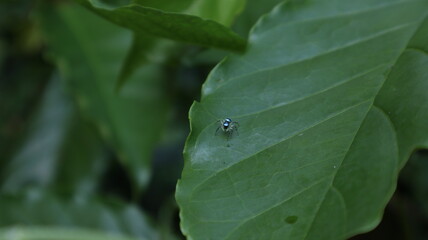 A small spider known as the Banded phintella sits on a coffee leaf