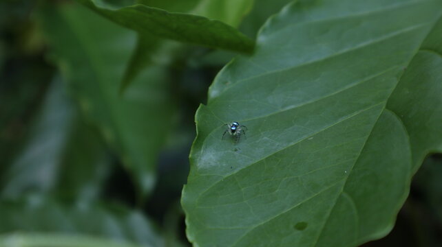 A small spider known as the Banded phintella sits on a coffee leaf