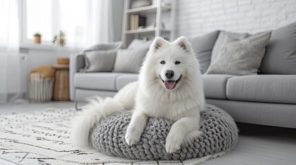 Adorable Samoyed Dog Modern Living Room, Desktop Wallpaper Backgrounds, Background HD For Designer