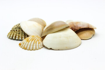 Sea sell image with selective focus