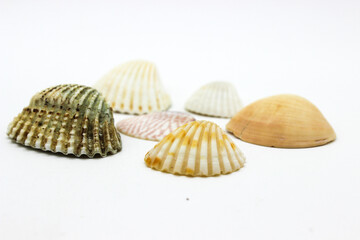 Sea sell image with selective focus