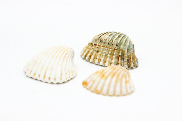 Sea sell image with selective focus