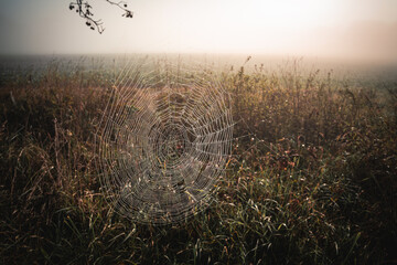 Delicate image of a dew-covered spider web, with the intricate patterns highlighted by the...