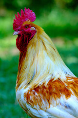 Portrait de coq vu de côté © MARC MEINAU